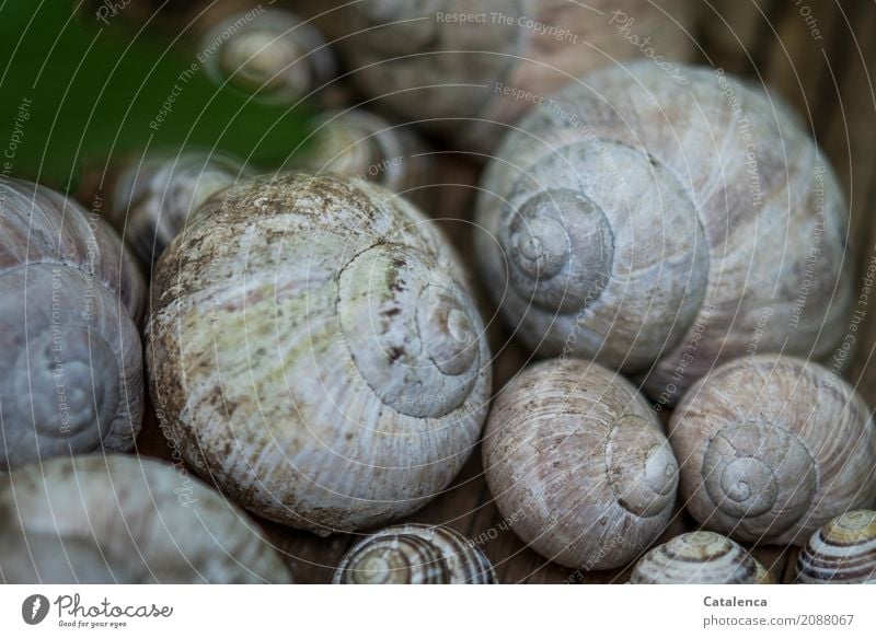 snail shells Nature Animal Garden Crumpet Vineyard snail Group of animals Snail shell Esthetic Brown Gray Green Pink Black Variable Vacancy Environment