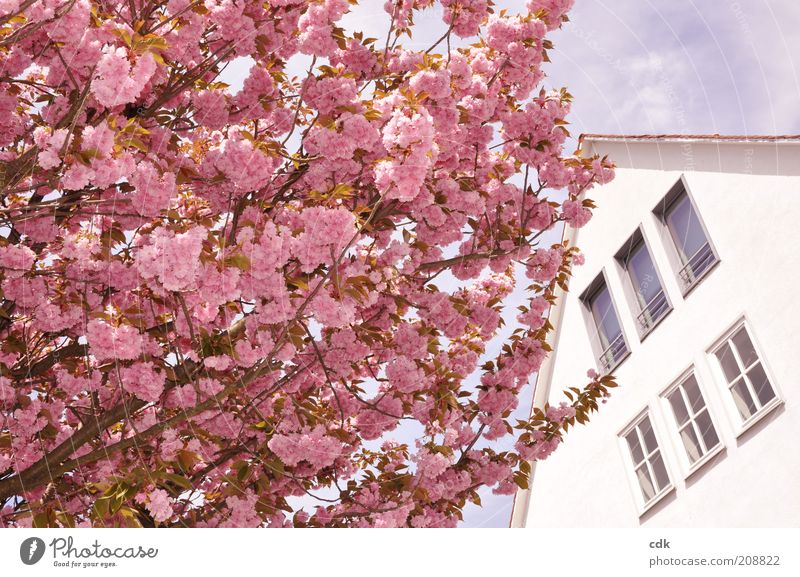 pink cherry blossom in front of white house Environment Nature Plant Sky Spring Beautiful weather Tree Blossom Deserted House (Residential Structure)