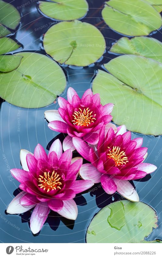 Meditating pond rose group in pink Nature Plant Leaf water lily Garden Pond Water Pink Romance Honest Authentic Wisdom Purity Hope Dream Uniqueness Relaxation