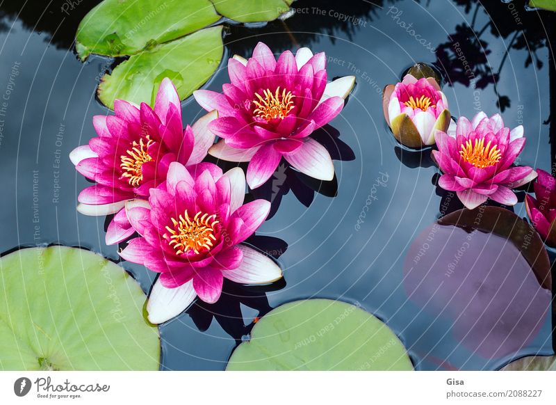 Meditating pond roses in pink Environment Nature Plant Water Summer Leaf Garden Pond Pink Euphoria Willpower Hope Belief Beautiful Senses Wellness Colour photo