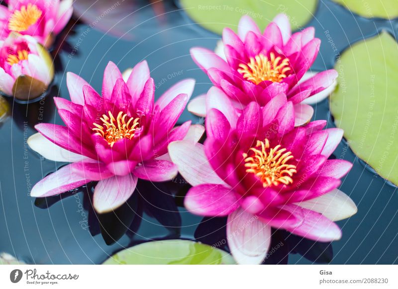Meditating pond roses in pink Plant Water Leaf Blossom water lily Pond Exotic Sustainability Positive Clean Beautiful Feminine Pink Trust Belief Senses Wellness
