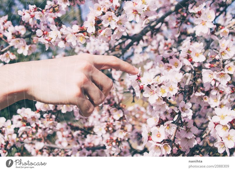 Man's hand touching almond flowers Lifestyle Human being Masculine Young man Youth (Young adults) Hand 1 18 - 30 years Adults Environment Nature Spring Tree