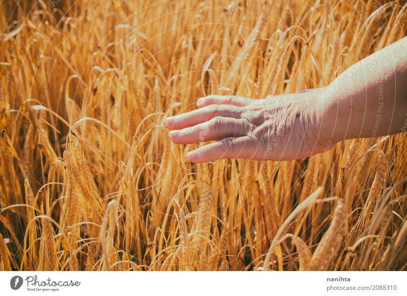 Old woman hand touching wheat Grain Nutrition Vegetarian diet Lifestyle Healthy Care of the elderly Relaxation Calm Agriculture Forestry Farm Farmer Feminine