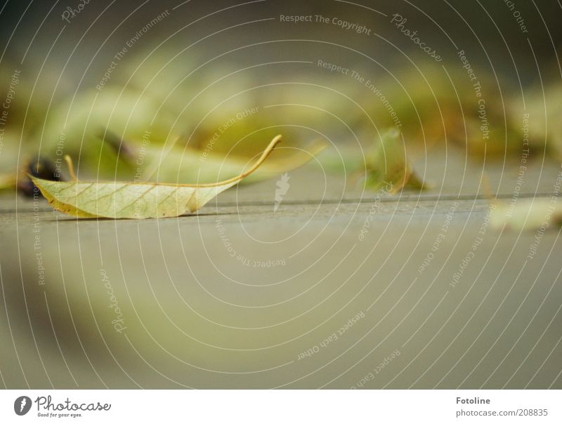 Drought or autumn? Environment Nature Plant Earth Autumn Leaf Bright Natural Green Dry Fallen Colour photo Multicoloured Exterior shot Copy Space bottom Day