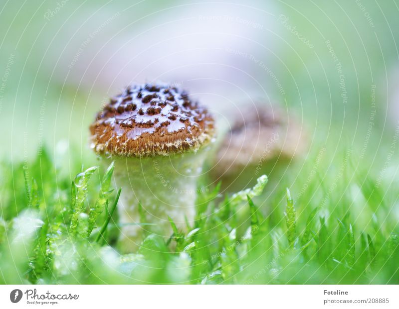 mushroom Environment Nature Plant Elements Earth Summer Meadow Bright Wet Natural Brown Green White Mushroom poisonous mushroom Colour photo Multicoloured