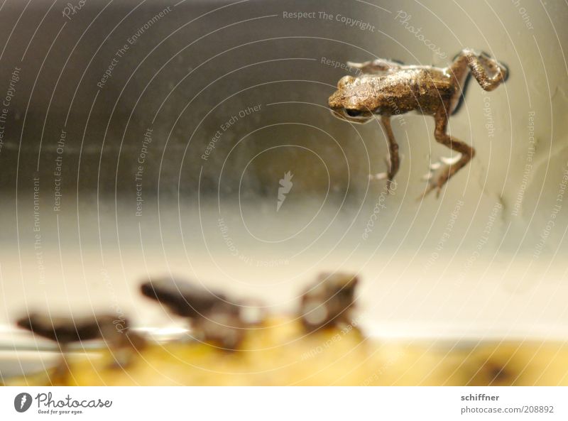 D'Artagnan and the Three Musketeers Animal Frog 4 Group of animals Baby animal Crouch Small Barred Individual loner Looking Close-up Offspring Dominant