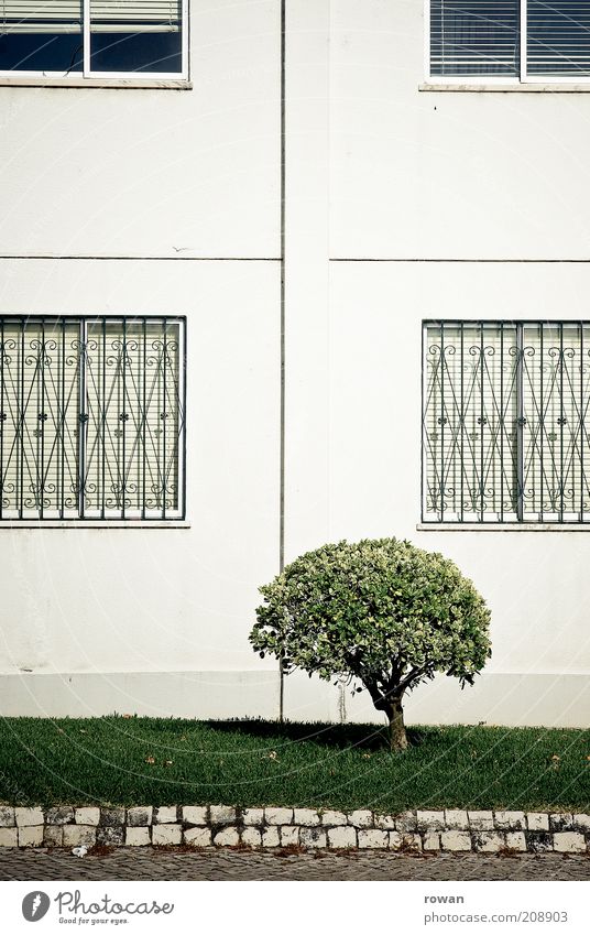 shrub Nature Plant Tree Bushes Foliage plant Deserted House (Residential Structure) Manmade structures Building Green Facade Grating Detail Sidewalk Curbside