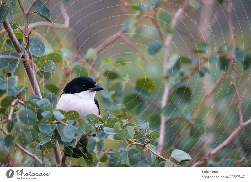 break Well-being Contentment Freedom Environment Nature Spring Summer Bushes Leaf Garden Park Animal Wild animal Bird Animal face 1 Observe Small Near Natural