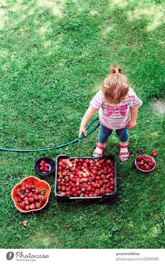 Little girl washing strawberries freshly picked in a garden Fruit Summer Garden Child Toddler Girl Family & Relations 1 Human being Nature Fresh Natural Above