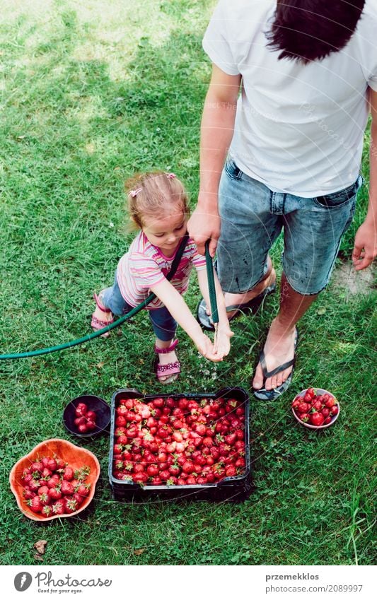 Siblings washing strawberries freshly picked in a garden Fruit Summer Garden Child Girl Boy (child) Family & Relations 2 Human being Nature Fresh Natural Above