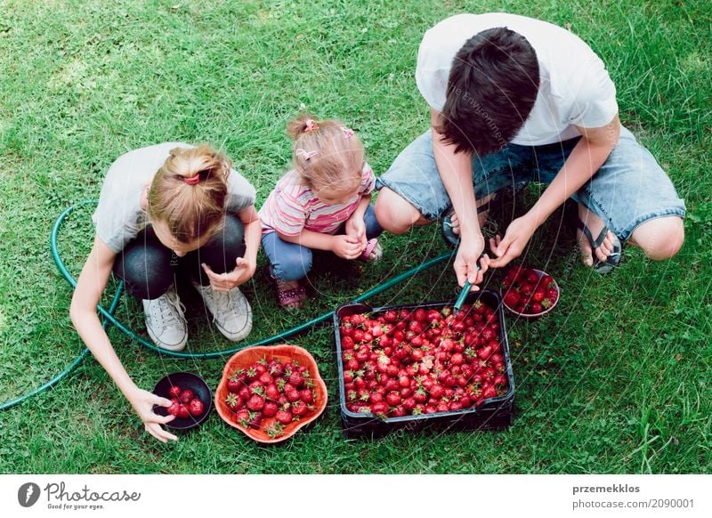 Siblings washing strawberries freshly picked in a garden Fruit Summer Garden Child Girl Boy (child) Family & Relations 3 Human being Nature Fresh Natural Above