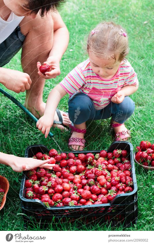 Siblings washing strawberries freshly picked in a garden Fruit Summer Garden Child Girl Boy (child) Family & Relations 2 Human being Nature Fresh Natural Juicy