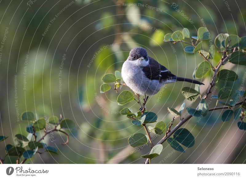 Good Morning Sunshine A Royalty Free Stock Photo From Photocase