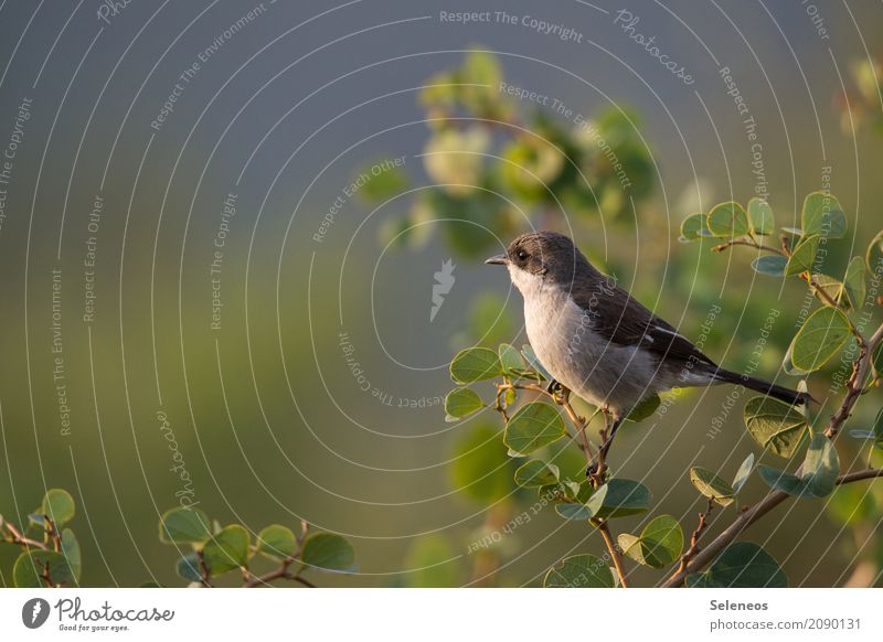 observation site Adventure Far-off places Freedom Summer Environment Nature Spring Beautiful weather Plant Tree Bushes Leaf Garden Park Animal Wild animal Bird