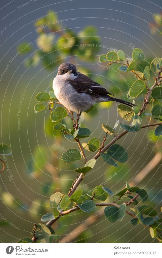 Let the sun shine on your belly Far-off places Freedom Summer Environment Nature Plant Tree Bushes Leaf Garden Park Animal Wild animal Bird 1 Small Near Natural