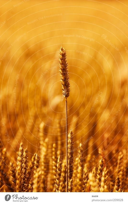Another grain Food Grain Organic produce Summer Environment Nature Plant Agricultural crop Field Growth Natural Yellow Gold Ear of corn Wheat Cereals Ecological