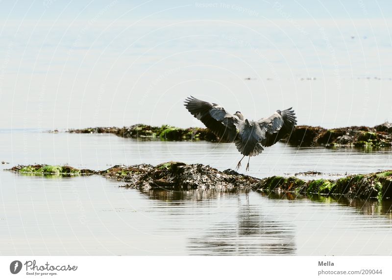 Heron, Scottish Environment Nature Landscape Animal Water Coast Ocean Wild animal Bird Grey heron 1 Flying Elegant Free Natural Blue Esthetic Movement