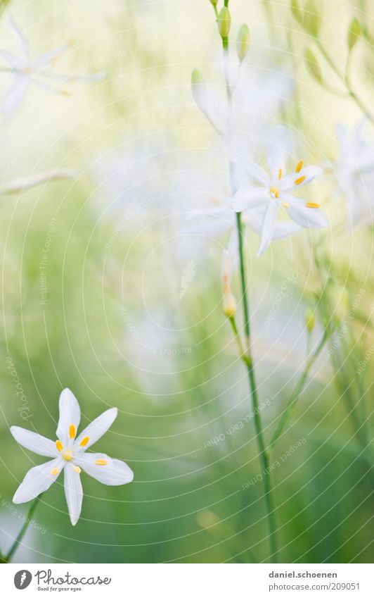 portrait pastell girl photo Plant Grass Blossom Bright Green White Macro (Extreme close-up) Delicate Graceful Spring Summer Stalk Copy Space