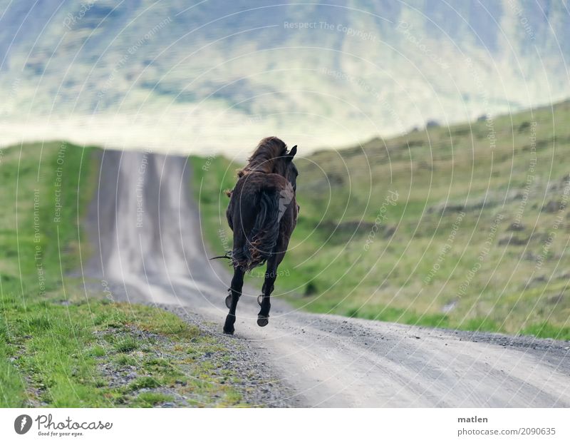 tempo Nature Landscape Plant Animal Grass Mountain Horse 1 Walking Running Athletic Speed Brown Gray Green Free Iceland Gallop Ski piste Colour photo