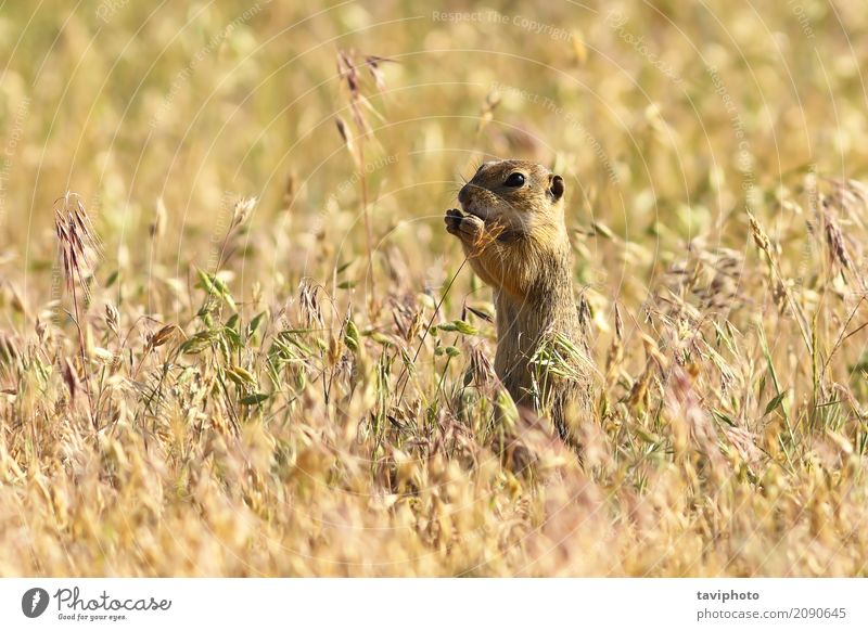 european ground squirrel in natural habitat Eating Beautiful Environment Nature Animal Grass Meadow Feeding Stand Small Funny Natural Cute Wild Brown Green
