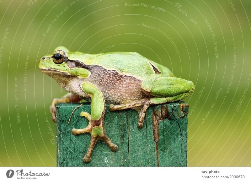 Cute Frog Photography  Cute animals, Cute frogs, Green tree frog