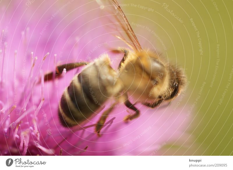 just a bee Honey Honey bee Summer Environment Nature Plant Animal Sunlight Spring Beautiful weather Flower Blossom Wing Insect Bee 1 Yellow Pink Black Diligent