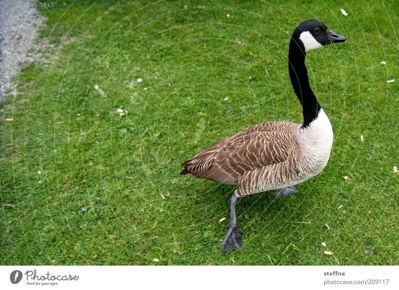 Goose pretty mean, the Countedred Meadow Pet Farm animal 1 Animal Walking chatter Colour photo Exterior shot Wide angle Animal portrait Grass Lawn Green Feather