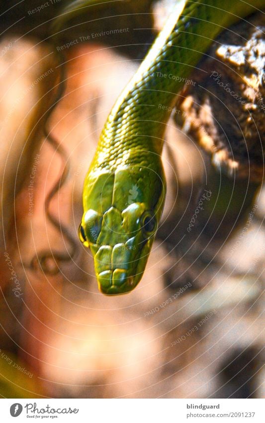 Eye of Poisonous Snake Framed by Green Scales Close-up, Eye of a Animal  Reptilia Stock Illustration - Illustration of design, closeup: 269033936