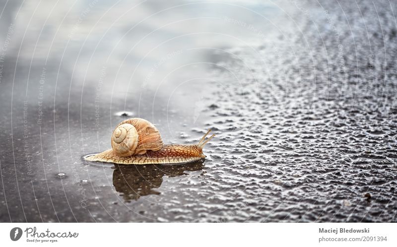 Snail crossing a puddle. Nature Animal Summer Rain Street Crawl Wet Natural Slimy Brown Serene Mobility Attachment snail Shell wildlife slow slug Puddle Asphalt