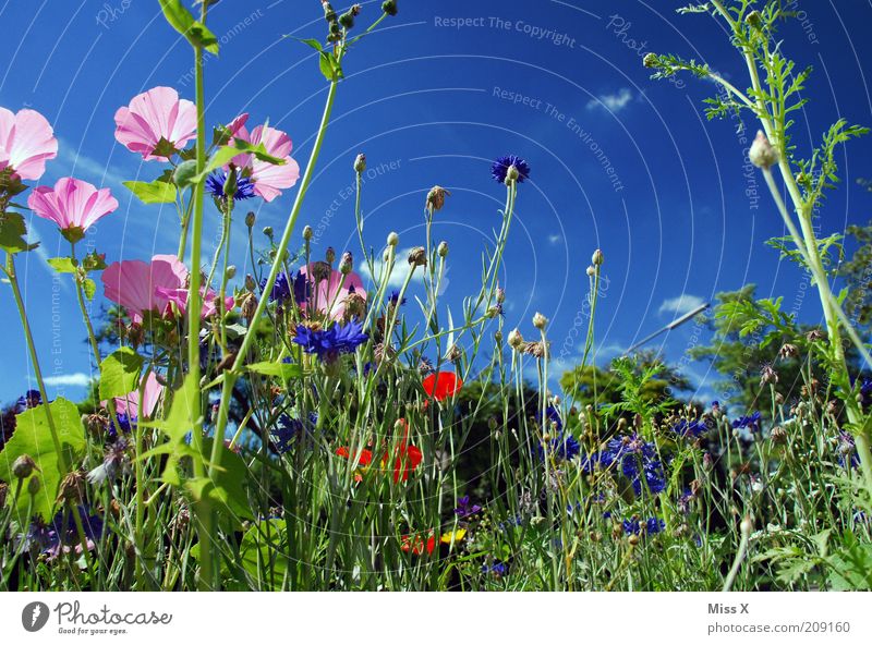 flower meadow Spring Summer Beautiful weather Plant Flower Blossom Meadow Blossoming Growth Fragrance Multicoloured Idyll Nature Calm Flower meadow Colour photo