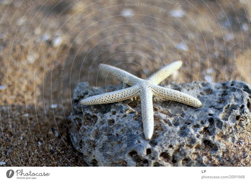 starfish on a rock Lifestyle Wellness Harmonious Well-being Contentment Senses Relaxation Calm Meditation Vacation & Travel Tourism Summer Summer vacation