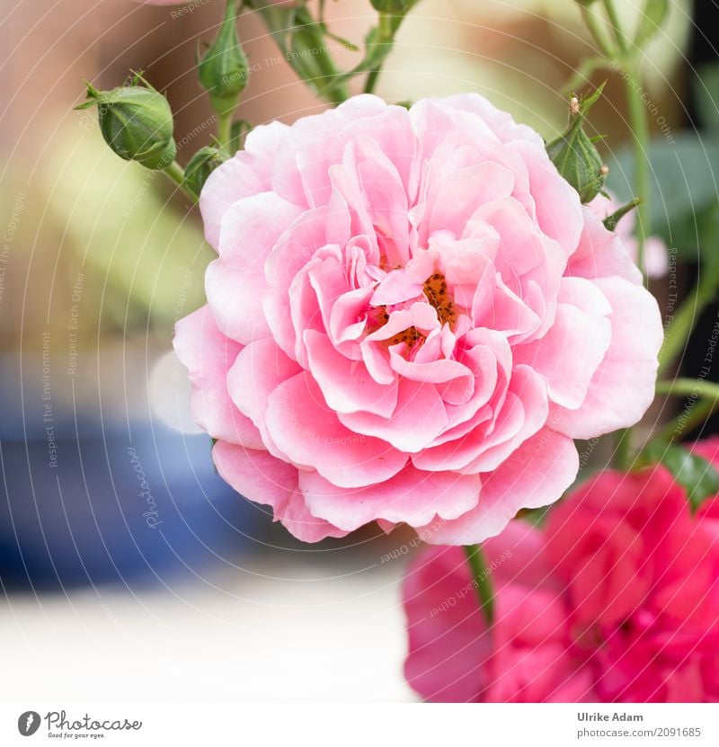 Pink Rose Elegant Style Design Decoration Wallpaper Image Poster Card Valentine's Day Wedding Nature Plant Summer Flower Blossom Park Blossoming Fragrance