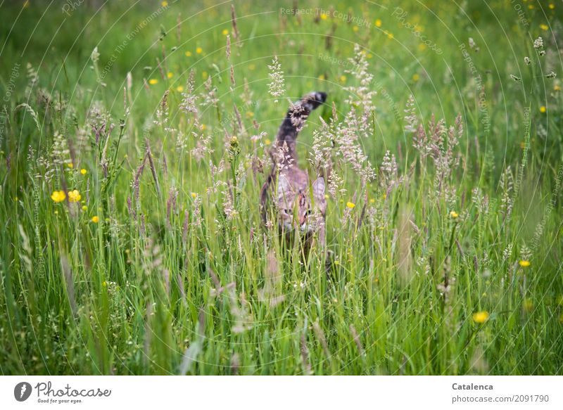 Who goes there; kittens and meadow grasses Nature Plant Animal Summer Beautiful weather Flower Grass Blossom Meadow Cat 1 Movement Going Faded To dry up