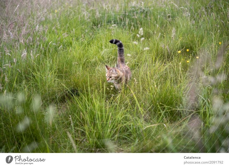 Territory control, small tiger cat roams the high grass on the meadow Nature Plant Animal Summer Beautiful weather Grass Grass blossom Meadow flower Pet Cat 1
