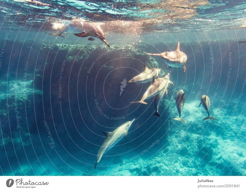 Dolphins in the reef Water Animal Ocean be afloat spinner dolphin stenella longirostris East Pacific Red Sea Egypt Dive Snorkeling Wild animal Free-living