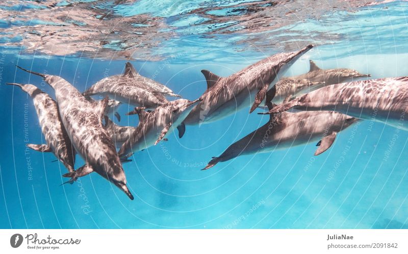 School Spinner Dolphins Playing Ocean Dive Nature Animal Water Reef Group of animals Illuminate Romp Natural Blue be afloat spinner dolphin stenella