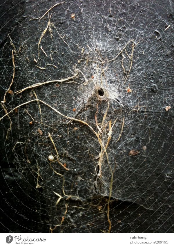 time traces Nature Plant Moss Hollow Opening Natural Spider's web Organic Colour photo Exterior shot Deserted Central perspective Cobwebby Wall (building) Trap