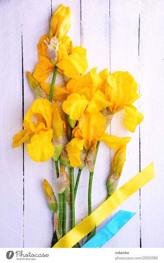 Bouquet of blooming yellow irises Beautiful Summer Feasts & Celebrations Easter Flower Leaf Blossom Wood Blossoming Fresh Bright Blue Yellow White Colour Iris
