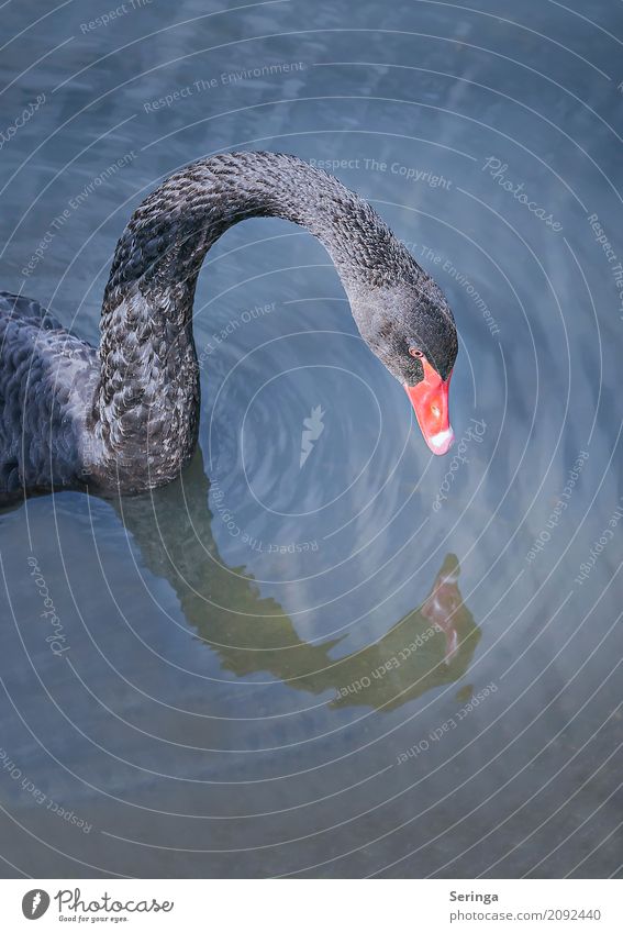 Black beauty Nature Plant Animal Water Pond Lake Brook River Wild animal Bird Swan Animal face Wing 1 Swimming & Bathing Black Swan Feather Colour photo