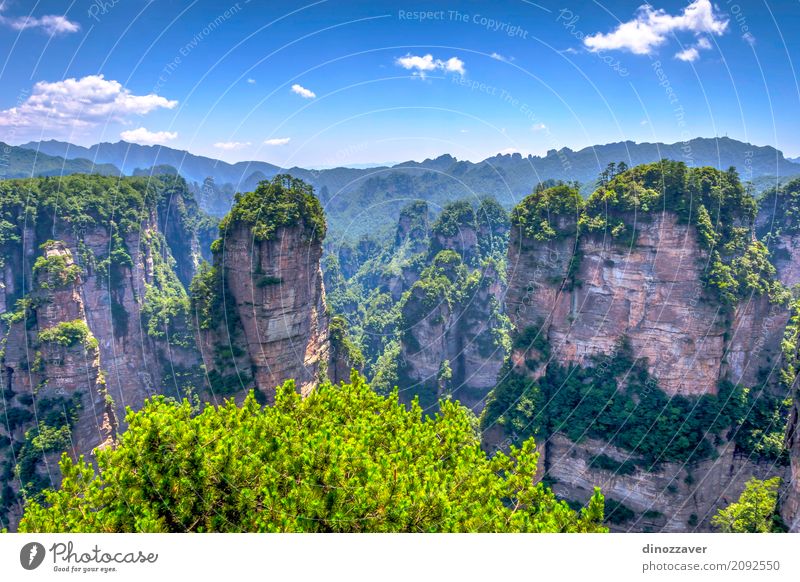 Sandstone columns in Zhangjiajie national park, China Beautiful Vacation & Travel Tourism Sightseeing Mountain Nature Landscape Earth Sky Tree Park Forest Hill