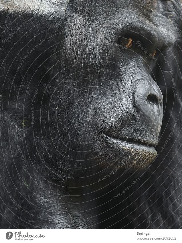 In thought Animal Wild animal Animal face Pelt Zoo 1 Observe Monkeys Gorilla Brown Meditative Face Dangerous Captured Facial expression Detail of face