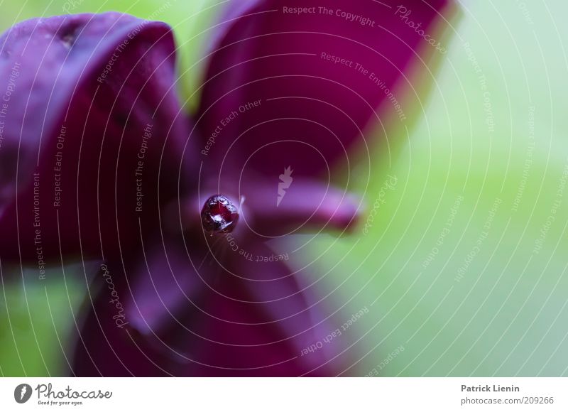 strange blossom Environment Nature Plant Spring Blossom Exotic Catch Fragrance Authentic Beautiful Natural Stamen Depth of field Colour photo Multicoloured