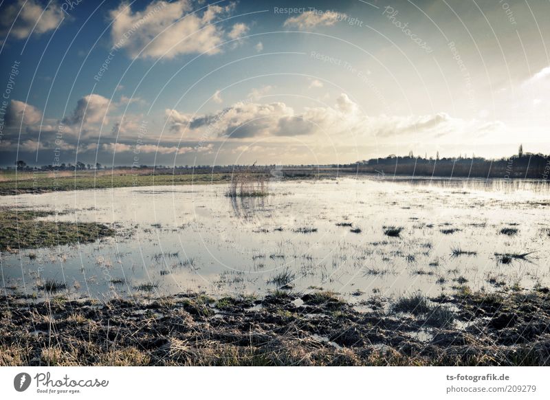 give me Moor Far-off places Environment Nature Landscape Plant Elements Earth Water Sky Clouds Horizon Beautiful weather Meadow Bog Marsh Pond Moor lake