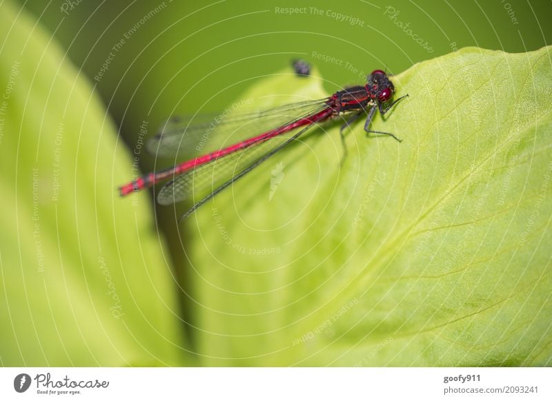 On the edge!!! Environment Nature Spring Summer Plant Leaf Foliage plant Garden Park Pond Lake Animal Wild animal Animal face Wing Dragonfly Dragonfly wings 1