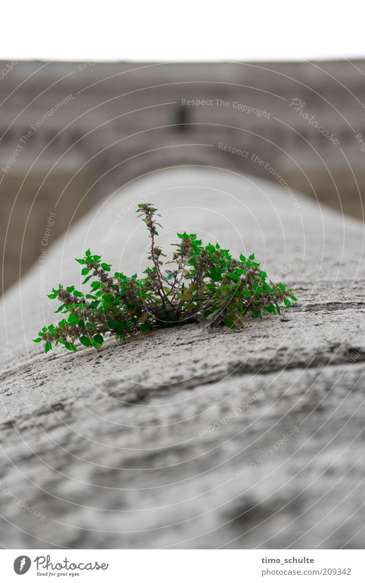 Shrub on column Environment Plant Bushes Town Stone Growth Green Colour photo Exterior shot Close-up Copy Space top Copy Space bottom Day Deep depth of field