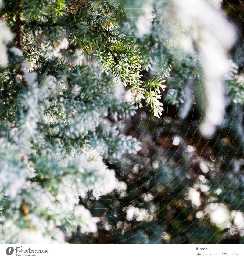 freezer Plant Winter Beautiful weather Ice Frost Snow Tree Bushes Juniper Twigs and branches Freeze Fresh Cold Green White Refreshment Colour photo