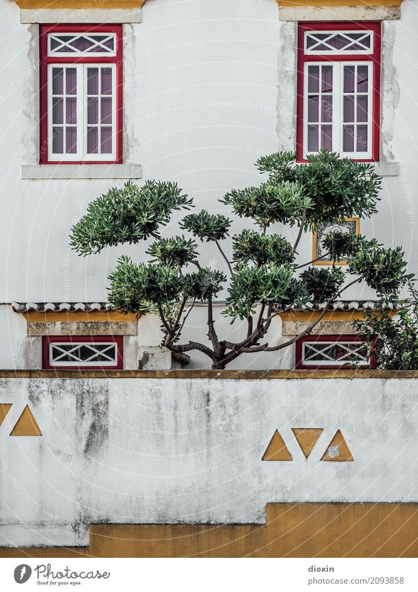 Secret Garden Plant Tree Lisbon Portugal Capital city Port City Deserted House (Residential Structure) Building Wall (barrier) Wall (building) Facade Window