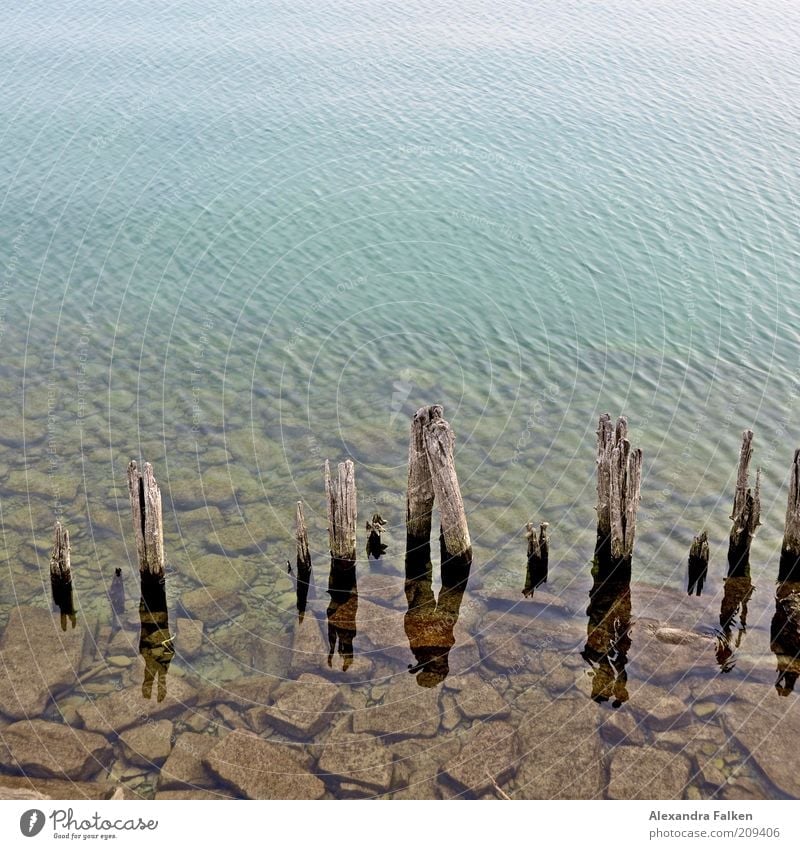 Lake Constance Environment Nature Water Lakeside Stone Pole Wood Structures and shapes Colour photo Copy Space top Break water Decline Derelict Ravages of time