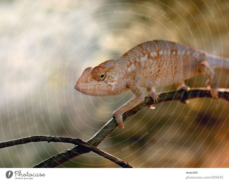 My friend the Glubschi Nature Animal Zoo 1 Yellow Chameleon Exotic Looking Eyes Branch Reptiles Change Colour photo Orange Orange-red Exterior shot Blur