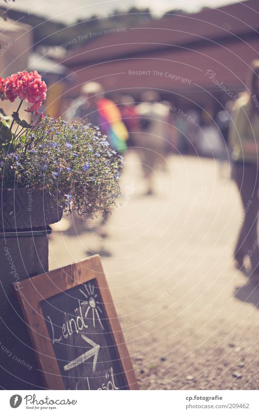 weekly market Human being Sunlight Summer Plant Flower Blossom Pedestrian precinct Populated Places Marketplace Decoration Fragrance Exterior shot Day Shadow
